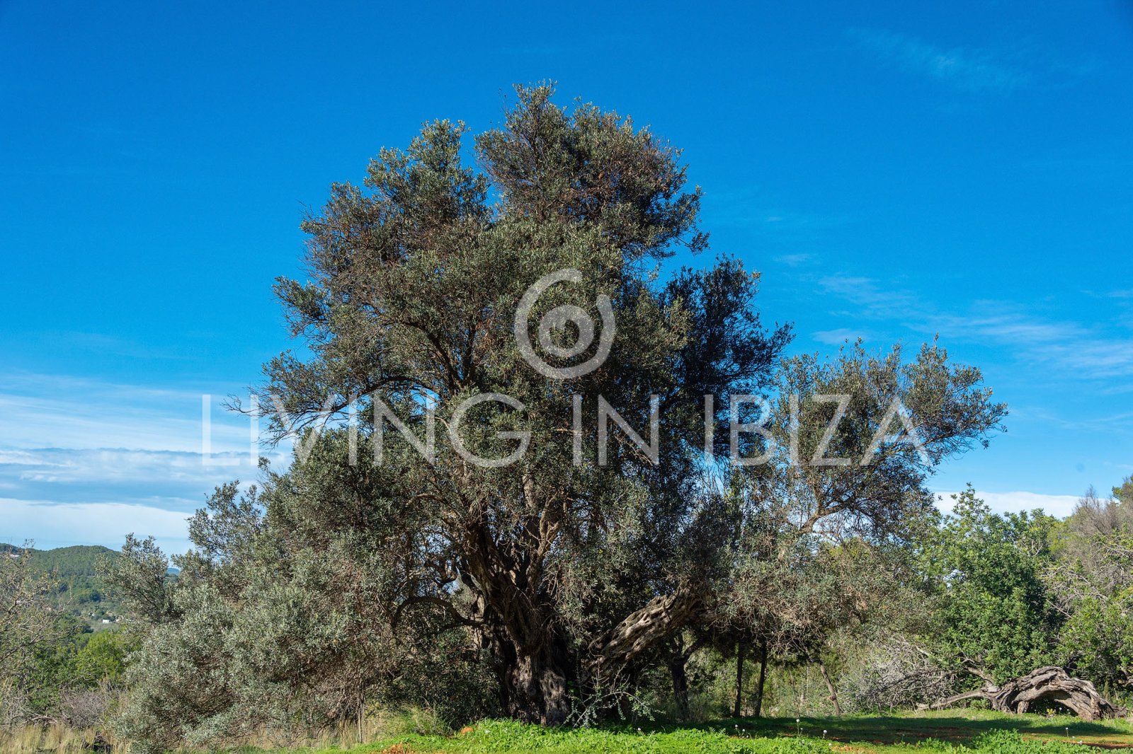 Langfristige Vermietung: Einzigartige ibizenkische Finca, vollständig renoviert, unmöbliert, mit beheizbarem Pool und Gästelounge in San Juan, Ibiza