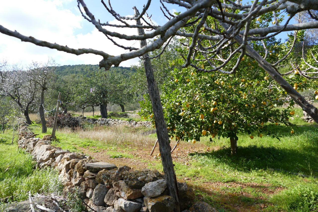 ANNUAL / LONG TERM RENTAL. MINIMUM ONE YEAR: Traditional, classic finca in San Vicente, Ibiza, located in the countryside, in an idyllic setting. 