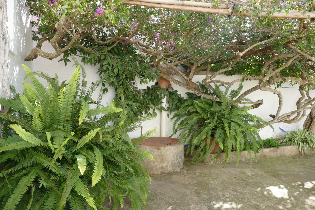 ANNUAL / LONG TERM RENTAL. MINIMUM ONE YEAR: Traditional, classic finca in San Vicente, Ibiza, located in the countryside, in an idyllic setting. 