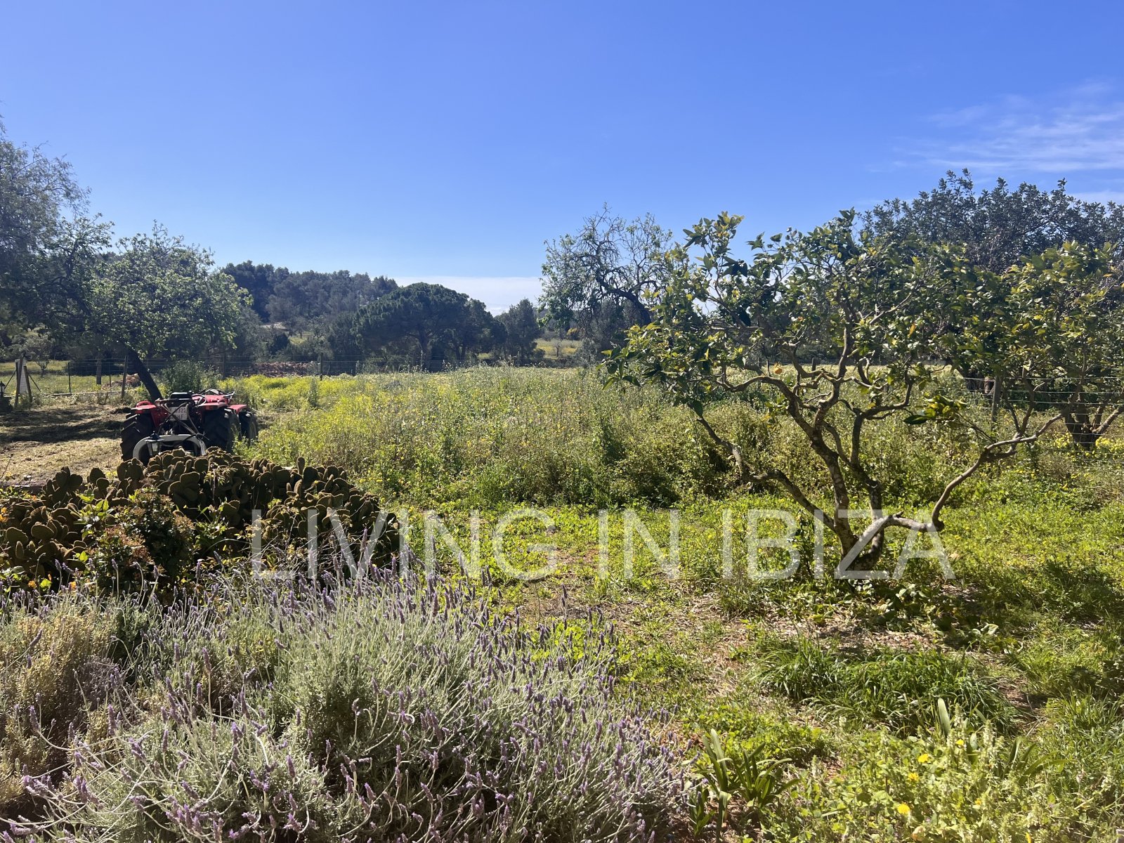 ANNUAL RENT. Yearly rent. Detached house 'Blumenfeld': located near San Carlos, in Santa Eulalia del Río (Ibiza), towards the Morna valley.