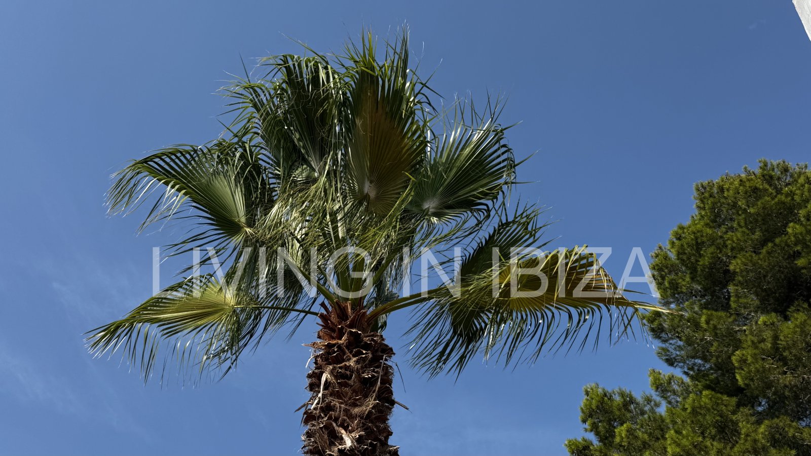 Ideal for teachers. TEMPORARY rental. from 5 to 10 months: bright attic in Sargamassa, Santa Eulalia del Río -Ibiza-. Near the beach of Cala Pada.