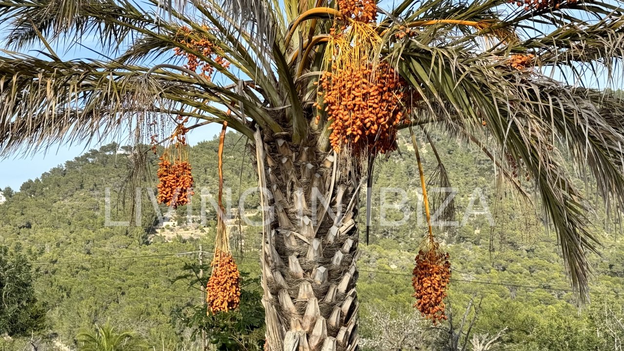 Casa única con encanto para alquilar en la zona de Cala San Vicente, Ibiza. En un lugar mágico que transmite paz. 