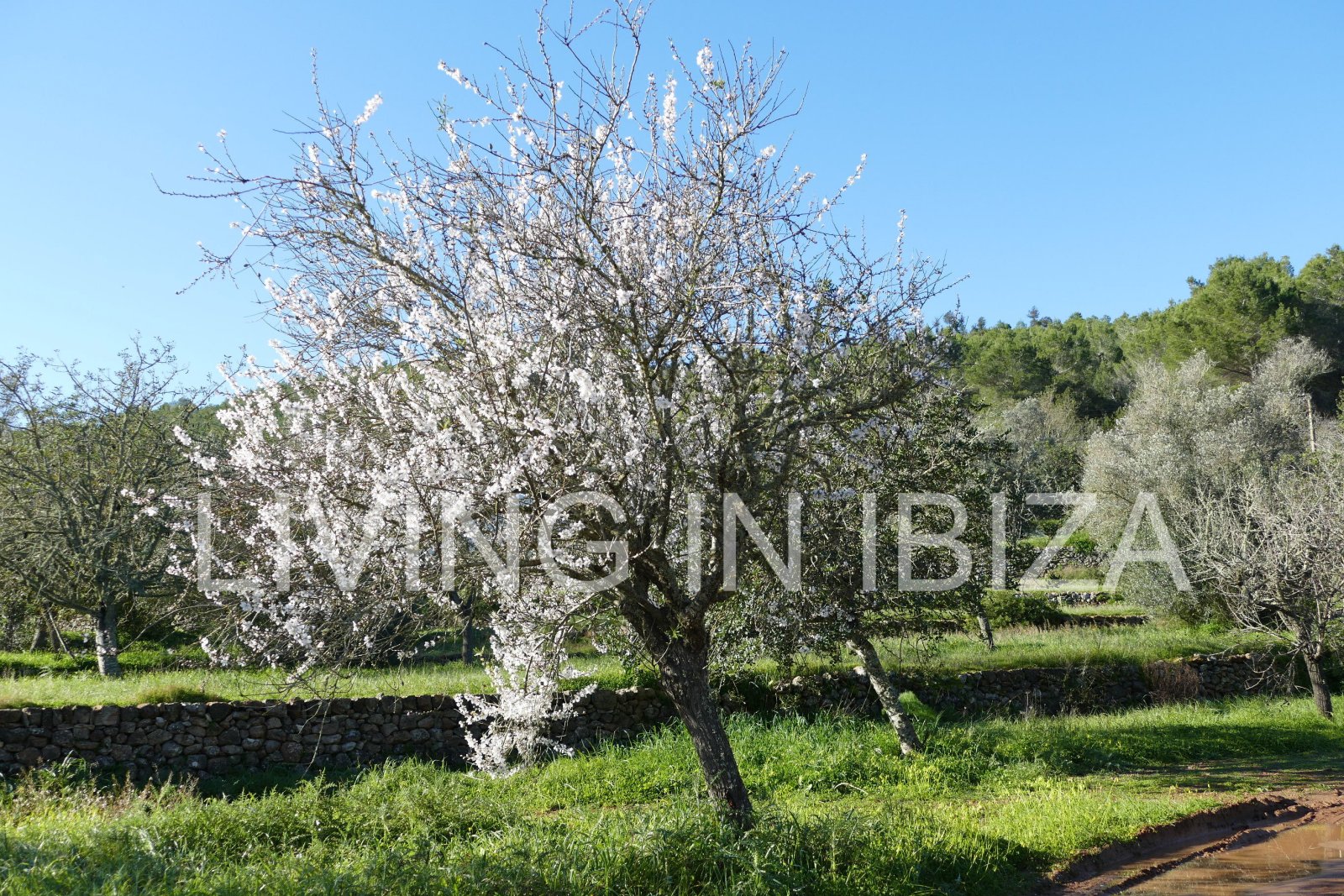 ALQUILER ANUAL/LARGO PLAZO, villa moderna sin amueblar, San Juan, Ibiza, piscina de sal, calefacción suelo radiante, 3 habitaciones, 3 baños 