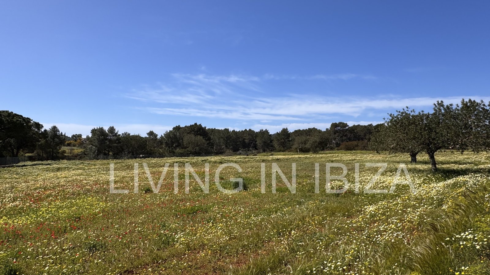 Se alquila anual. Casa independiente «Blumenfeld»: cerca de San Carlos, en Santa Eulalia del Río (Ibiza), en dirección del Valle de Morna. 