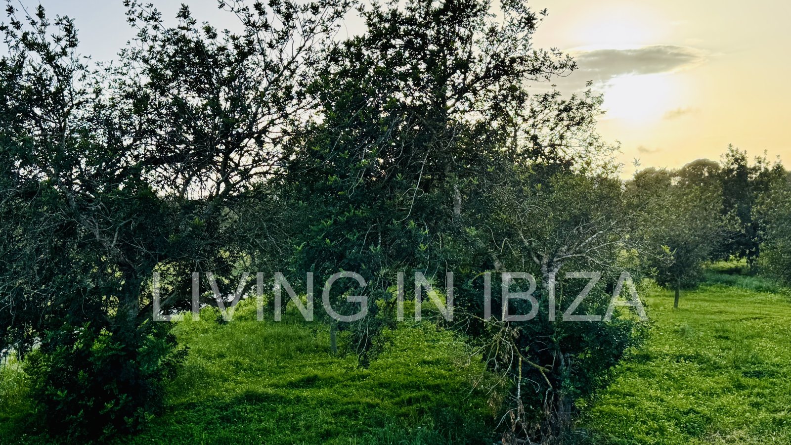 Se ofrece en alquiler anual este acogedor piso en primera planta situado en la tranquila zona de Cala Pada, en Santa Eulària des Riu. Ibiza